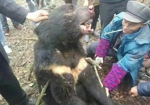 天天狼人杀熊是什么