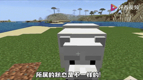 我的世界怎么训北极熊